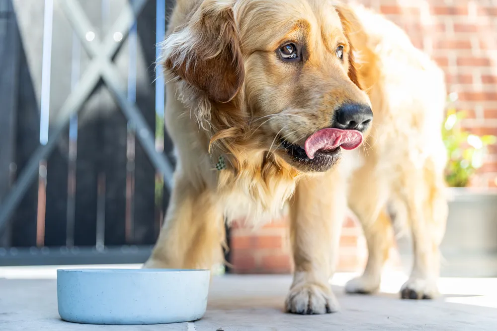 Can Dogs Eat Raw Meat?